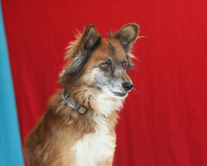 Medium Photo #1 Mutt Puppy For Sale in Pasadena, CA, USA