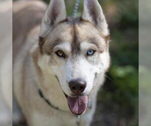 Siberian Husky Dogs for adoption in Seattle, WA, USA