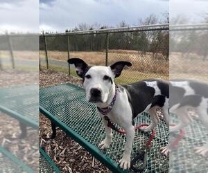 Mutt Dogs for adoption in Waterford, VA, USA