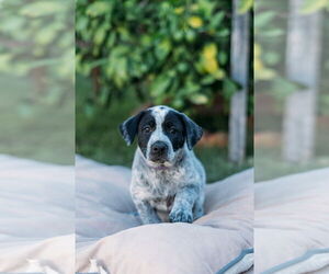 Labrador Retriever-Unknown Mix Dogs for adoption in Dana Point, CA, USA