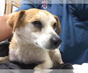 Mutt Dogs for adoption in Riverside, CA, USA