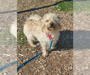 Maltese-Unknown Mix Dogs for adoption in Waterford, VA, USA