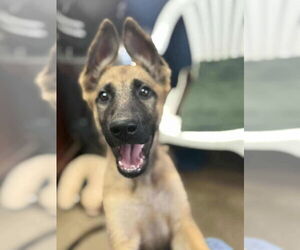 Mutt Dogs for adoption in Imlay City, MI, USA