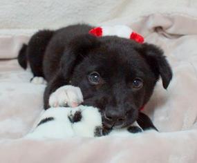 Borador Dogs for adoption in Lebanon, TN, USA