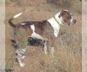 French Mastiff-Saint Bernard Mix Dogs for adoption in Oro Valley, AZ, USA