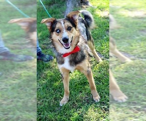 Australian Shepherd Dogs for adoption in Arlington, TX, USA