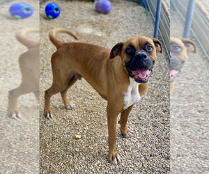 Boxer Dogs for adoption in Austin, TX, USA