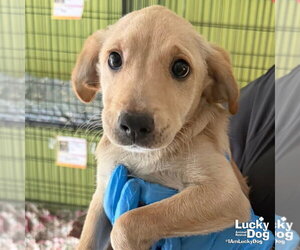 Labrador Retriever-Unknown Mix Dogs for adoption in Washington, DC, USA