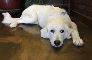 Great Pyrenees Dogs for adoption in Texarkana, TX, USA