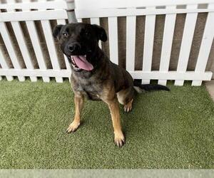 German Shepherd Dog-Unknown Mix Dogs for adoption in Modesto, CA, USA