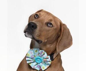 American Pit Bull Terrier-Doberman Pinscher Mix Dogs for adoption in Santa Maria, CA, USA