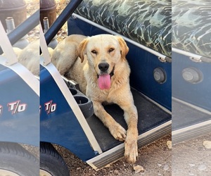 Labrador Retriever-Unknown Mix Dogs for adoption in Grafton, WI, USA