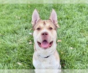 Siberian Husky-Unknown Mix Dogs for adoption in Martinez, CA, USA