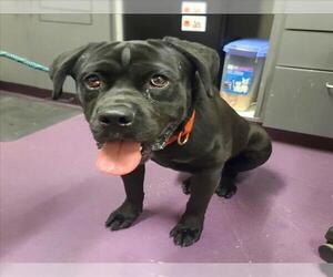 Bullmastiff-Unknown Mix Dogs for adoption in Long Beach, CA, USA