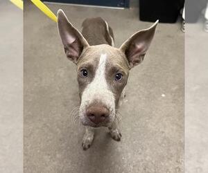 American Pit Bull Terrier Dogs for adoption in HESPERIA, CA, USA