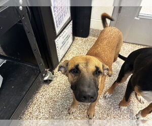 Labrador Retriever-Unknown Mix Dogs for adoption in Pueblo, CO, USA
