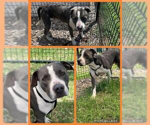 American Staffordshire Terrier-Unknown Mix Dogs for adoption in San Antonio, TX, USA