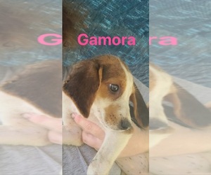 Treeing Walker Coonhound Dogs for adoption in Oak Bluffs, MA, USA