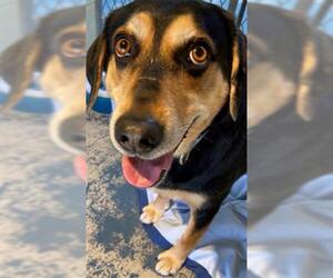 Beagle Dogs for adoption in Brewster, MA, USA