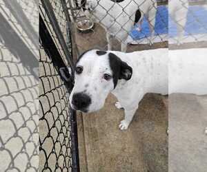 Mutt Dogs for adoption in Calgary, Alberta, Canada