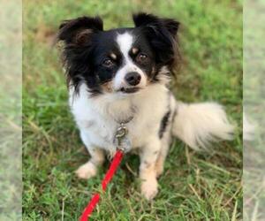 Papillon Dogs for adoption in Woodside, NY, USA