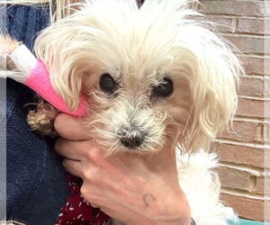 Maltipoo Dogs for adoption in Boonton, NJ, USA