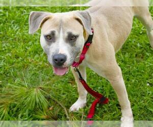 American Bulldog-Unknown Mix Dogs for adoption in Tallahassee, FL, USA
