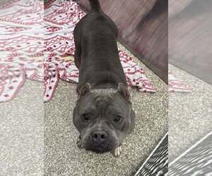 Staffordshire Bull Terrier-Unknown Mix Dogs for adoption in Martinsburg, WV, USA
