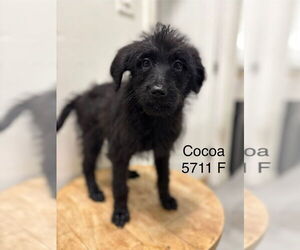 Poodle (Standard) Dogs for adoption in Studio City, CA, USA