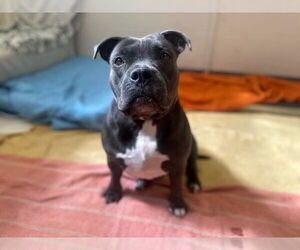 American Staffordshire Terrier-Unknown Mix Dogs for adoption in Fort Wayne, IN, USA