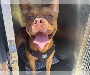 American Staffordshire Terrier-Unknown Mix Dogs for adoption in Grand Prairie, TX, USA