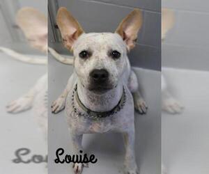 Mutt Dogs for adoption in Augusta, GA, USA
