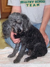 Poodle (Toy) Dogs for adoption in Paris, ME, USA