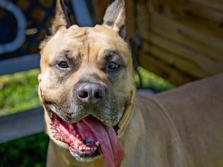 Presa Canario Dogs for adoption in Millersville, MD, USA