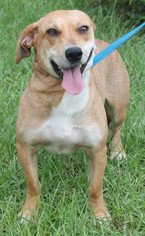 Medium Photo #1 Basset Hound-Labrador Retriever Mix Puppy For Sale in Prattville, AL, USA