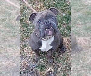 Bulldog Dogs for adoption in Fort Lauderdale, FL, USA