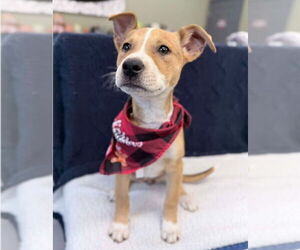 Shepradors Dogs for adoption in Lakewood, CO, USA