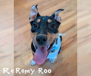 Mutt Dogs for adoption in Sandy, UT, USA