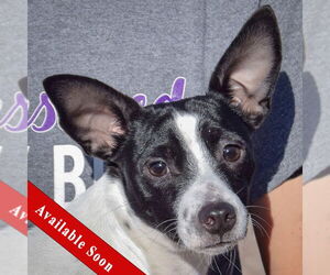 Rat-Cha Dogs for adoption in Huntley, IL, USA