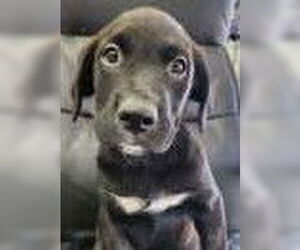 Labrador Retriever-Unknown Mix Dogs for adoption in Royal Palm Beach, FL, USA