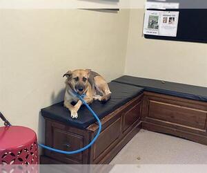 German Shepherd Dog-Unknown Mix Dogs for adoption in Pasadena, CA, USA