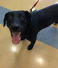 Labrador Retriever Dogs for adoption in Little Elm, TX, USA