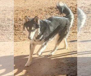 - Mix Dogs for adoption in Pena Blanca, NM, USA
