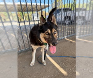 Siberian Husky-Unknown Mix Dogs for adoption in Riverside, CA, USA