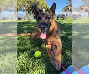 German Shepherd Dog Dogs for adoption in Santa Barbara, CA, USA