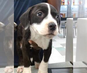 American Pit Bull Terrier Dogs for adoption in Oklahoma City, OK, USA