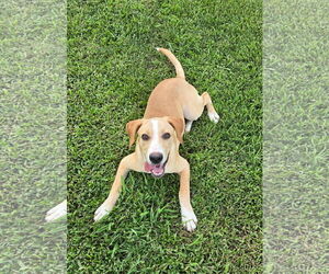 Mutt Dogs for adoption in Oakhurst, NJ, USA