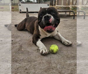 American Pit Bull Terrier Dogs for adoption in El Centro, CA, USA