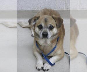 Chug Dogs for adoption in Columbia, TN, USA