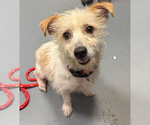 Jack Russell Terrier-Unknown Mix Dogs for adoption in South Bend, IN, USA